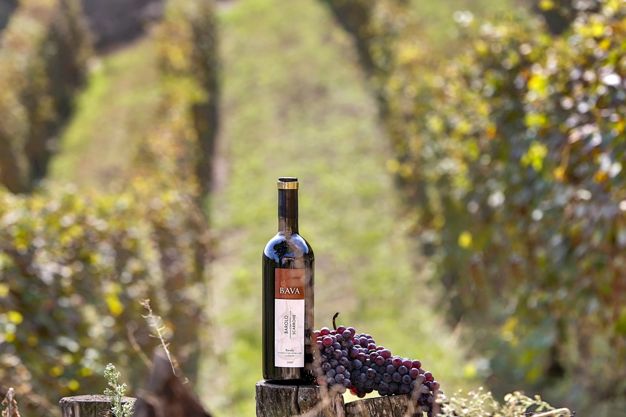 Enjoy beverages from famous wineries in Barolo, Italy