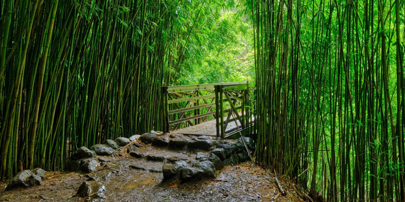 10 Maui Hikes Worth the Early Start in 2026